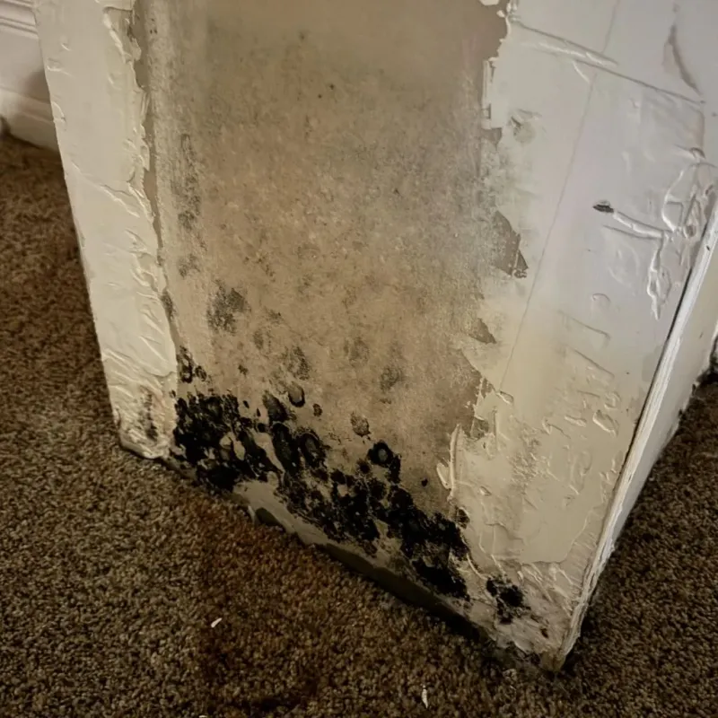 Professional Mold Removal in Ellis, KS